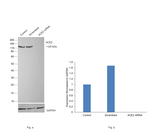 ACE2 Antibody in Western Blot (WB)