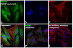 PRDX1 Recombinant Rabbit Monoclonal Antibody (PRDX1-Clone 512)