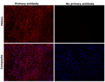 PRDX1 Antibody in Immunohistochemistry (Paraffin) (IHC (P))