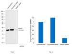 PRDX1 Antibody
