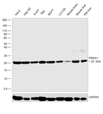 PRDX1 Antibody in Western Blot (WB)