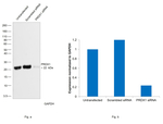 PRDX1 Antibody in Western Blot (WB)
