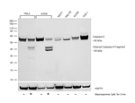 Caspase 8 Recombinant Rabbit Monoclonal Antibody (Caspase 8-Clone 61)