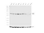 STAMBP Antibody in Western Blot (WB)
