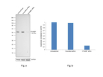 STAMBP Antibody in Western Blot (WB)