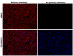 eIF4E  Antibody in Immunohistochemistry (Paraffin) (IHC (P))