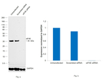 eIF4E  Antibody