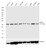 eIF4E  Antibody in Western Blot (WB)