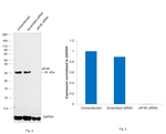 eIF4E  Antibody in Western Blot (WB)