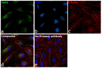 FGF5 Antibody in Immunocytochemistry (ICC/IF)