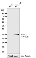 FGF5 Antibody