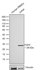 FGF5 Antibody