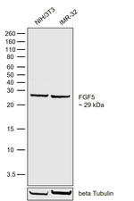 FGF5 Antibody in Western Blot (WB)