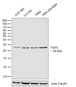 FGF5 Antibody in Western Blot (WB)