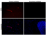 NTF3 Antibody in Immunohistochemistry (Paraffin) (IHC (P))