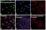 NTF3 Antibody