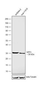 NTF3 Antibody in Western Blot (WB)