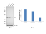 NTF3 Antibody in Western Blot (WB)