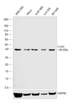 c-Jun Recombinant Rabbit Monoclonal Antibody (c-Jun-Clone 132)