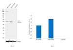 c-Jun Antibody in Western Blot (WB)