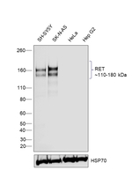 RET Antibody in Western Blot (WB)