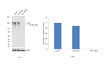 RET Antibody in Western Blot (WB)