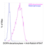 DOPA decarboxylase Antibody in Flow Cytometry (Flow)