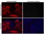 DOPA decarboxylase Antibody in Immunohistochemistry (Paraffin) (IHC (P))