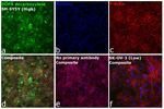 DOPA decarboxylase Antibody