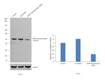 DOPA decarboxylase Antibody in Western Blot (WB)