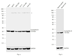 Cyclophilin B Antibody in Western Blot (WB)