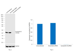 Cyclophilin B Antibody in Western Blot (WB)