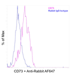 CD73 Antibody in Flow Cytometry (Flow)