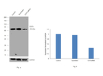 CD73 Antibody