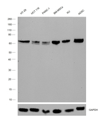 CD73 Recombinant Rabbit Monoclonal Antibody (28H48L67)