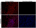 CD266 (TWEAK Receptor) Recombinant Rabbit Monoclonal Antibody (TWEAK-TM8)