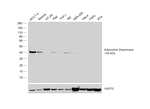 Adenosine Deaminase Antibody in Western Blot (WB)