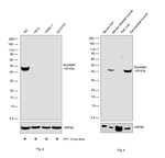 Myostatin Antibody