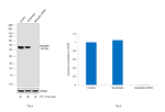 Myostatin Antibody in Western Blot (WB)