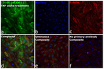 CD106 (VCAM-1) Antibody