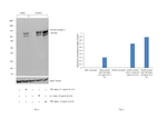 CD106 (VCAM-1) Antibody in Western Blot (WB)