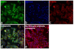 MMP3 Recombinant Rabbit Monoclonal Antibody (41H63L56)