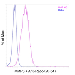 MMP3 Antibody