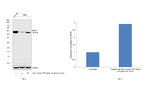 MMP3 Antibody in Western Blot (WB)