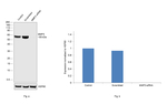 MMP3 Antibody in Western Blot (WB)