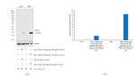 CXCL9 Recombinant Rabbit Monoclonal Antibody (36H13L22)