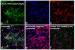GDF15 Recombinant Rabbit Monoclonal Antibody (GDF15-Clone 76)
