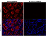 GDF15 Antibody in Immunohistochemistry (Paraffin) (IHC (P))