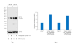 GDF15 Antibody
