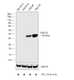 GDF15 Antibody in Western Blot (WB)